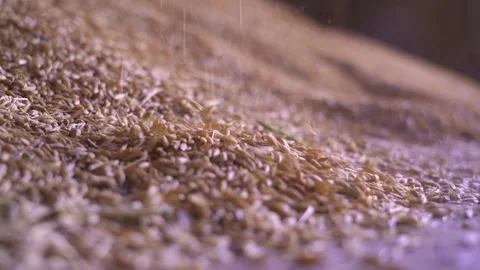 Grain is showered in close-up in the hangar Video stock 228052144
