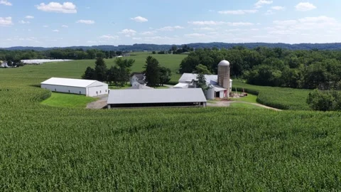 Grain silo rises beside white barn buildings surrounded by dense cornfield on Stock Footage 344564884