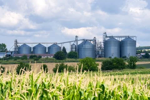 Grain silos in maize fields Stock Photos