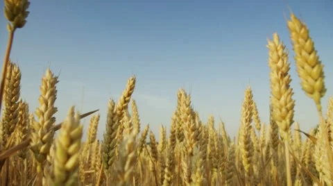 Grain on sky Video stock 7975006