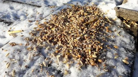 Grain from snow covering neighborhood patio. Winter weather care for birds. feed Stock Photos