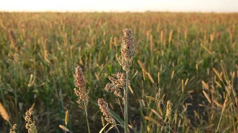 Grain Sorghum Field, Broomcorn, Milo, Landscape and Close-up, Biofuels Stock Footage