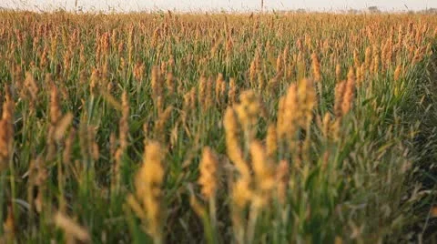Grain Sorghum Field, Broomcorn, Milo, Landscape and Close-up, Biofuels Stock Footage 8916760