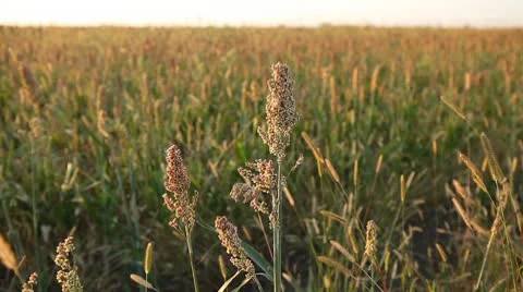 Grain Sorghum Field, Broomcorn, Milo, Landscape and Close-up, Biofuels Stock Footage 8916819