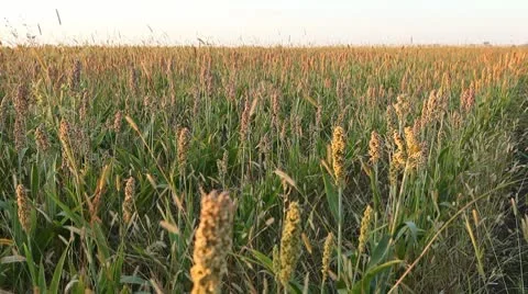 Grain Sorghum Field, Broomcorn, Milo, Landscape and Close-up, Biofuels Stock Footage 8916864