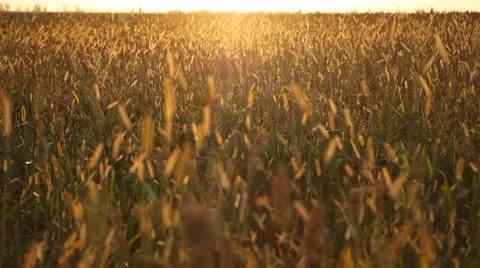 Grain Sorghum Field, Broomcorn, Milo, Landscape and Close-up, Biofuels Stock Footage 8916901