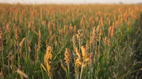 Grain Sorghum Field, Broomcorn, Milo, Landscape and Close-up, Biofuels Stock Footage