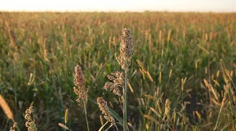 Grain Sorghum Field, Broomcorn, Milo, Landscape and Close-up, Biofuels Stock Footage 8917051