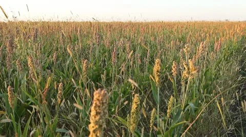 Grain Sorghum Field, Broomcorn, Milo, Landscape and Close-up, Biofuels Stock Footage 8917155