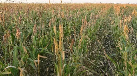 Grain Sorghum Field, Broomcorn, Milo, Landscape and Close-up, Biofuels Stock-Footage 8918316