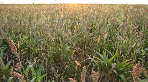 Grain Sorghum Field, Broomcorn, Milo, Landscape and Close-up, Biofuels Stock Footage 8918395