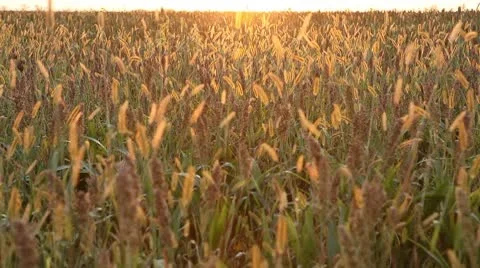 Grain Sorghum Field, Broomcorn, Milo, Landscape and Close-up, Biofuels Vídeo Stock 8918513