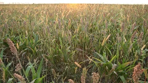 Grain Sorghum Field, Broomcorn, Milo, Landscape and Close-up, Biofuels Stock Footage 8918632
