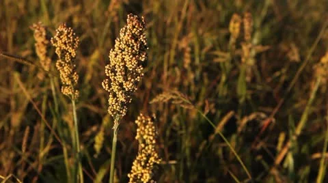 Grain Sorghum Field, Broomcorn, Milo, Landscape and Close-up, Biofuels Видео 8918778