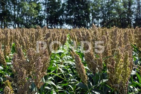 Grain sorghum on plants in a field against a background of trees and sky Stock Photos
