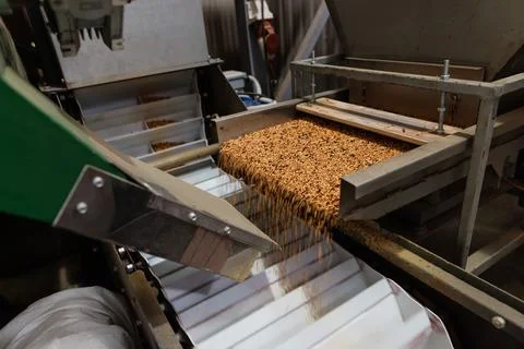 Grain sorting machine, Paddy machine sorts grains of one crop, separates gr.. Stock Photos