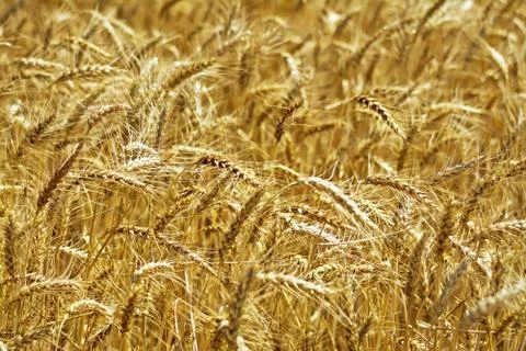 Grain spikelets on the field Stock Photos