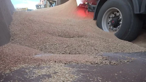 A grain storage facility with piles of grain on the ground. Dumper Truck Unloadi Stockbeeldmateriaal 204022421