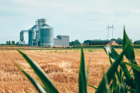 Grain storage silo seen beyond cultivated corn plants moving gently in the .. Stock Photos