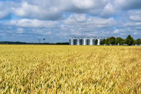 Grain storage silos system, behind a wheat field Stock Photos