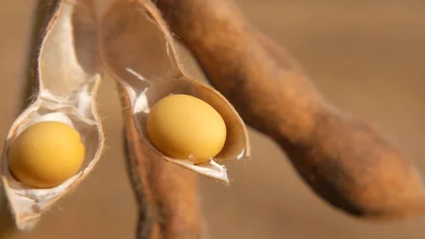 Grain in a string bean on the field close up. Stock Footage 80258803