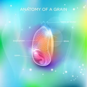 Grain structure on a beautiful background Stock Illustration