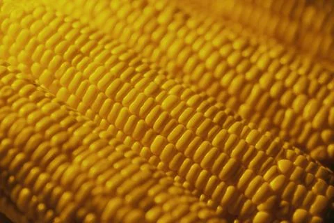 Grain studded cob maize 写真素材
