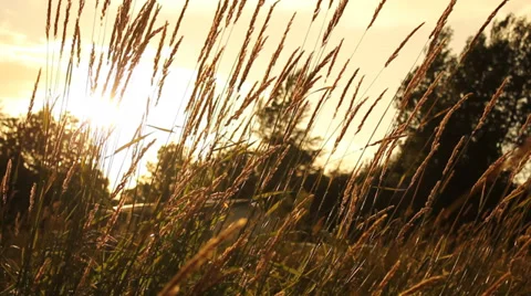 Grain in the sun Stock Footage 33831538