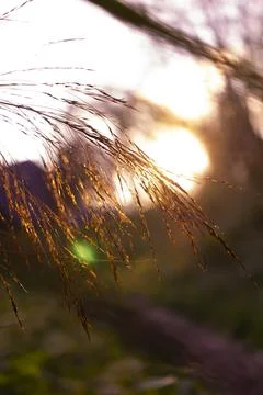 Grain in the sun Stockfoto's