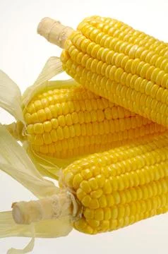 Grain, Three Corn Maize on white background Stock Photos