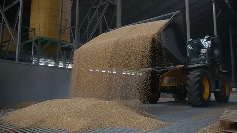 Grain tractor unloading. Unloading wheat grain from grain tractor on mill Vídeos de archivo 107269872