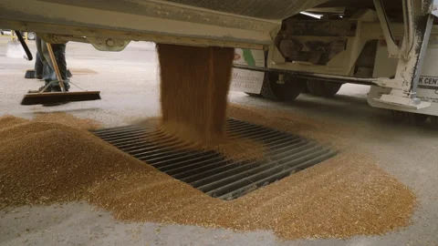 Grain Truck Dumps Wheat at Elevator Vídeo Stock 145499514