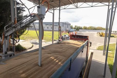 Grain Truck Loading at Elevator with Laboratory Sampling Probe for Quality .. Stock Photos