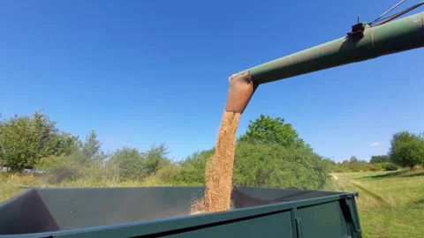 Grain unloading from combine harvester pipe into green agricultural trailer Видео 346246924