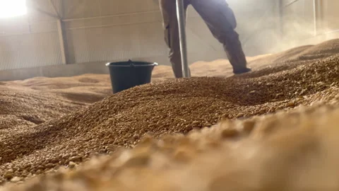 Grain warehouse with Probe tester on background plunges into wheat for analysis Stock Footage 322902611