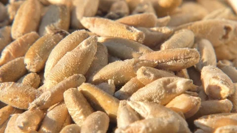 Grain weevils damaging wheat seeds close up Vidéo 334616713