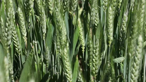 Grain - wheat - aroculture 動画素材 166891928