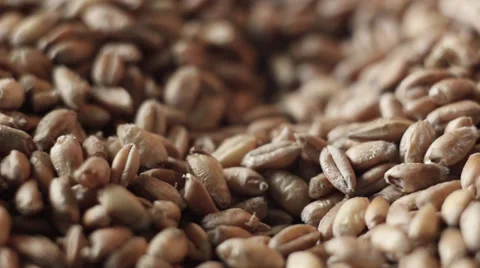 Grain Of Wheat Background Stock-Footage 38278982