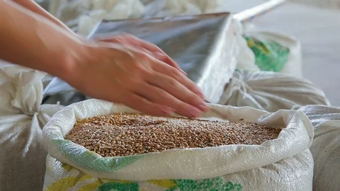 Grain of wheat in bags Stock Footage 94300441