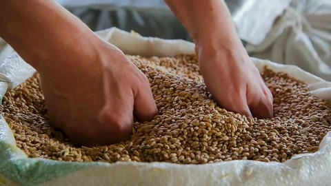 Grain of wheat in bags Stock Footage 94300629