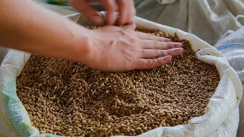 Grain of wheat in bags Stock Footage 94300766