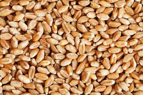 Grain of wheat closeup Фото
