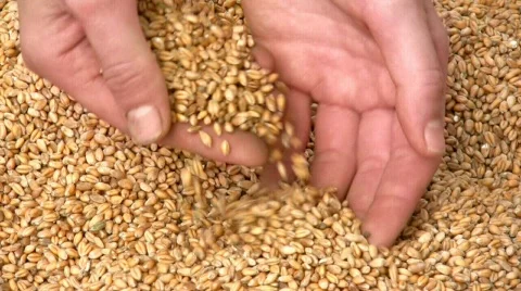 Grain of wheat Stock Footage 152047