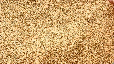 Grain of wheat Stock Footage 152840