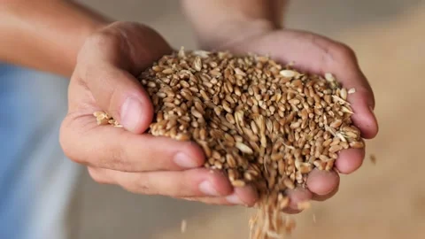 A grain of wheat in the hand after a good harvest of a successful farmer.The Stock Footage 171133082