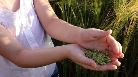 Grain of the wheat in hands of the child Stock Footage 129235307