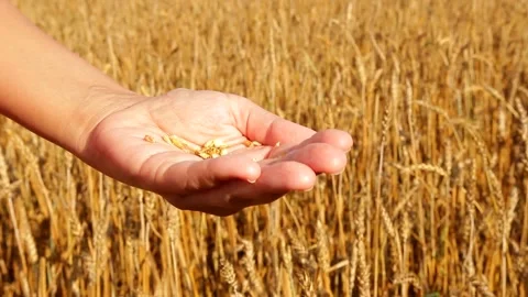 Grain of wheat in hands. Stock Footage 179640752