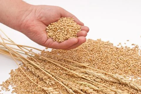 Grain of wheat in hands Stock Photos