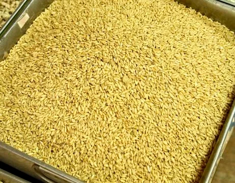 Grain of the wheat Stock Photos