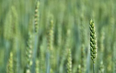 Grain of wheat Stock Photos